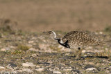 Houbara Bustard - Westelijke Kraagtrap - Chlamydotis undulata fuertaventurae