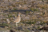 Cream-coloured courser - Renvogel - Cursorius cursor