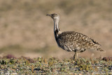Houbara Bustard - Westelijke Kraagtrap - Chlamydotis undulata fuertaventurae