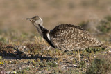 Houbara Bustard - Westelijke Kraagtrap - Chlamydotis undulata fuertaventurae