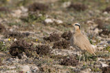 Cream-coloured courser - Renvogel - Cursorius cursor