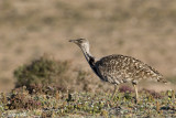 Houbara Bustard - Westelijke Kraagtrap - Chlamydotis undulata fuertaventurae