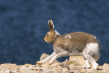 Arctic Hare - Poolhaas - Lepus arcticus