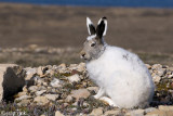 Arctic Hare - Poolhaas - Lepus arcticus