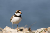 Semipalmated Plover - Amerikaanse Bontbekplevier - Charadrius semipalmatus