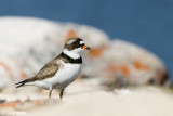 Semipalmated Plover - Amerikaanse Bontbekplevier - Charadrius semipalmatus
