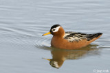 Grey Phalarope - Rosse Franjepoot - Phalaropus fulicarius