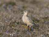 Buff-breasted Sandpiper - Blonde Ruiter - Tryngites subruficollis