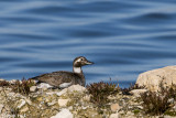 Long-tailed Duck - IJseend - Clangula hyemalis