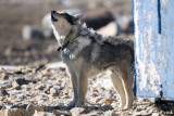 Sledge Dog - Sledehond