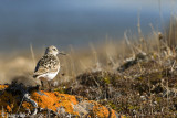 Bairds Sandpiper - Bairds Strandloper - Calidris bairdii