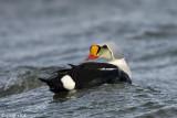 King Eider - Koningseider - Somateria spectabilis