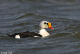 King Eider - Koningseider - Somateria spectabilis