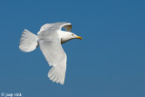 Glaucous Gull - Grote Burgemeester - Larus hyperboreus