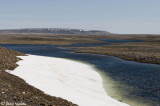 Tundra landscape with Mount Pelly - Toendralandschap met Mount Pelly