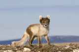 Arctic Fox - Poolvos - Alopex lagopus