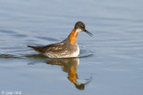 Red-necked Phalarope - Grauwe Franjepoot - Phalaropus lobatus