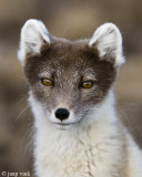 Arctic Fox - Poolvos - Alopex lagopus