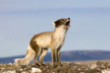 Arctic Fox - Poolvos - Alopex lagopus