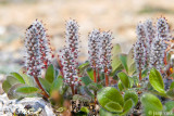 Arctic Willow - Arctische Wilg - Salix arctica