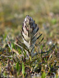 Woolly Louswort - Wollig Kartelblad - Pedicularis lanata