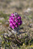 Woolly Louswort - Wollig Kartelblad - Pedicularis lanata