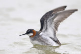 Red-necked Phalarope - Grauwe Franjepoot - Phalaropus lobatus