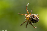 Garden Spider - Kruisspin - Araneus diadematus