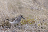 Semipalmated Sandpiper - Grijze Strandloper - Calidris pusilla