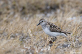 Semipalmated Sandpiper - Grijze Strandloper - Calidris pusilla