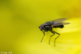 Fly - Vlieg - Muscidae sp