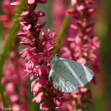 Holly Blue - Boomblauwtje - Celastrina argiolus