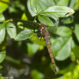 Common Darter - Bruinrode Heidelibel - Sympetrum striolatum