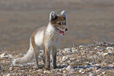 Arctic Fox - Poolvos - Alopex lagopus