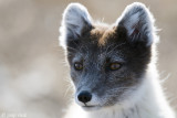 Arctic Fox - Poolvos - Alopex lagopus