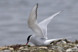 Arctic Tern - Noordse Stern - Sterna paradisaea