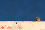 American Pipit - Amerikaanse Waterpieper - Anthus rubescens
