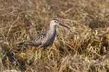 Stilt Sandpiper - Steltstrandloper - Calidris himantopus