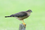 Sparrow Hawk - Sperwer - Accipiter nisus