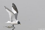 Sabines Gull - Vorkstaartmeeuw - Larus sabini