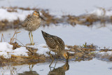 Stilt Sandpiper - Steltstrandloper - Calidris himantopus