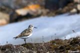 Bairds Sandpiper - Bairds Strandloper - Calidris bairdii