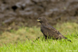 Common Buzzard - Buizerd - Buteo buteo