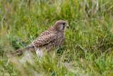 Kestrel - Torenvalk - Falco tinuncullus