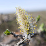 Arctic Willow - Arctische Wilg - Salix arctica