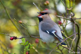 Bohemian Waxwing - Pestvogel - Bombycilla garrulus