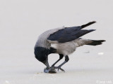 Hooded Crow - Bonte Kraai - Corvus cornix