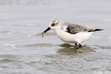 Sanderling - Drieteenstrandloper - Calidris alba