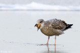 Herring Gull - Zilvermeeuw - Larus argentatus