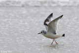 Little Gull - Dwergmeeuw - Larus minutus